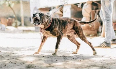Pitbull arranca couro cabeludo de criança de 5 anos em ataque chocante na Grande BH