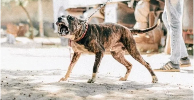 Pitbull arranca couro cabeludo de criança de 5 anos em ataque chocante na Grande BH