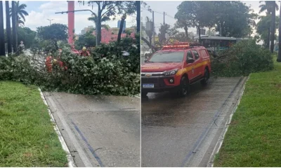 Árvore Gigante Interdita Via do MOVE na Antônio Carlos Durante Temporal em BH