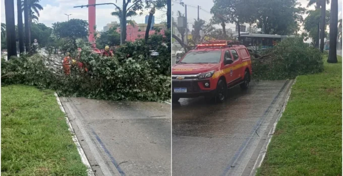 Árvore Gigante Interdita Via do MOVE na Antônio Carlos Durante Temporal em BH