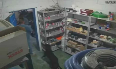 Cão Herói Alerta Dono e Ajuda na Captura de Suspeito de Furto em Marmoraria de BH