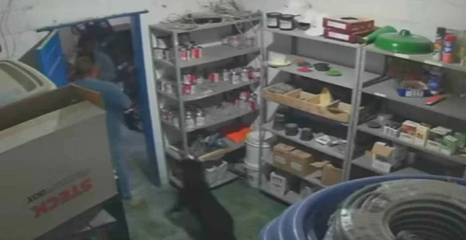 Cão Herói Alerta Dono e Ajuda na Captura de Suspeito de Furto em Marmoraria de BH