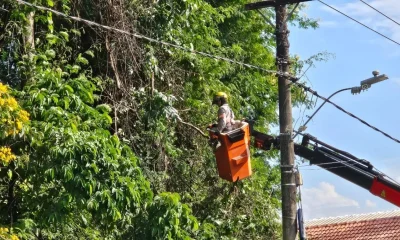 Cemig e PBH Poda Mais de 50 Árvores na Pampulha para Evitar Apagões em BH Durante Chuvas de Verão