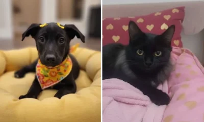 Feiras de Adoção de Animais em BH: Nova Lei Garante Mais Segurança, Higiene e Responsabilidade