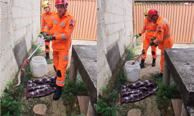 Jararaca de 60 cm é resgatada pelos Bombeiros em quintal de residência em Barbacena, MG