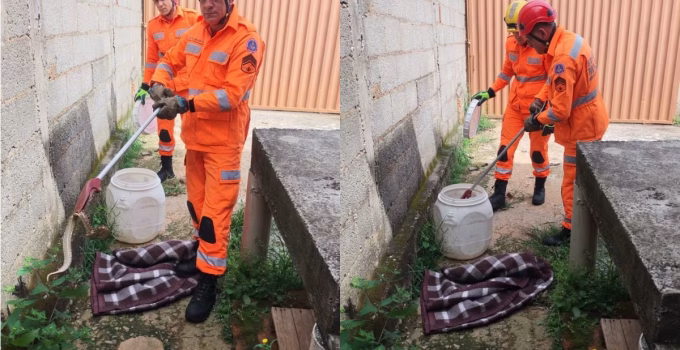 Jararaca de 60 cm é resgatada pelos Bombeiros em quintal de residência em Barbacena, MG