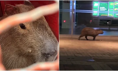 Capivara é vista passeando por ruas movimentadas da Savassi em Belo Horizonte durante a madrugada
