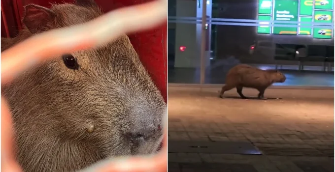 Capivara é vista passeando por ruas movimentadas da Savassi em Belo Horizonte durante a madrugada