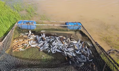 Pescador é detido em Abadia dos Dourados por pesca ilegal de peixes protegidos na piracema