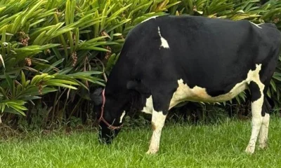 Boi de 90 anos foge de sítio e causa apreensão na orla da Pampulha; buscas seguem sem sucesso