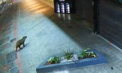 Capivara faz 'passeio' inusitado pela Savassi, em Belo Horizonte, e é resgatada pelos Bombeiros