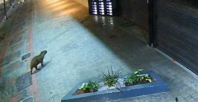 Capivara faz 'passeio' inusitado pela Savassi, em Belo Horizonte, e é resgatada pelos Bombeiros