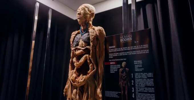 Belo Horizonte recebe "Human Bodies", exposição internacional com corpos reais e sala imersiva