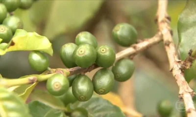 Acordo UE-Mercosul: Setores de Minas Gerais Dividem Expectativas com Nova Zona de Livre Comércio