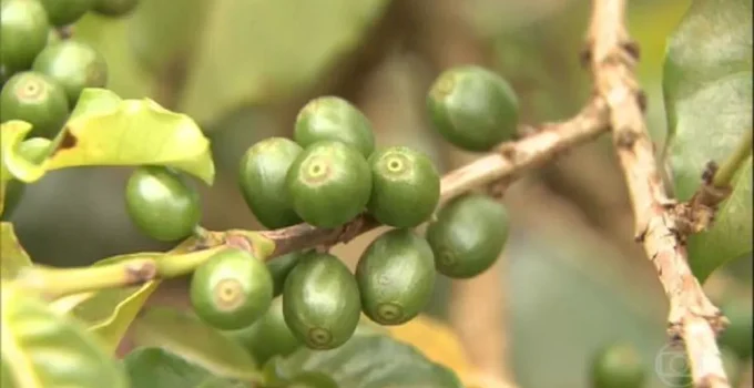 Acordo UE-Mercosul: Setores de Minas Gerais Dividem Expectativas com Nova Zona de Livre Comércio