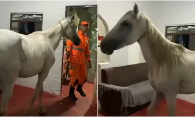 Cavalo Fica Preso em Beco Estreito em Santa Luzia e Resgate Inusitado Mobiliza Bombeiros e Moradores