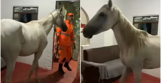 Cavalo Fica Preso em Beco Estreito em Santa Luzia e Resgate Inusitado Mobiliza Bombeiros e Moradores