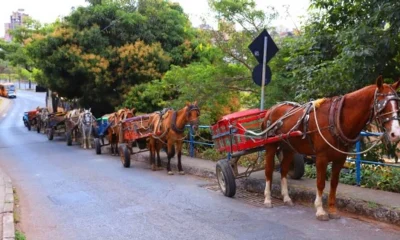 Proibição de carroças em BH: Fim de uma era e o futuro incerto para milhares de carroceiros