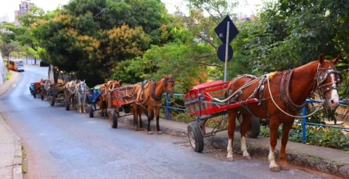 Proibição de carroças em BH: Fim de uma era e o futuro incerto para milhares de carroceiros
