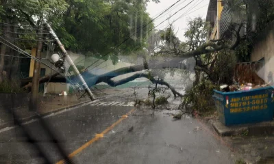 Árvore Gigante Cede com Chuva Forte e Derruba 3 Postes, Interditando Rua no Bairro Juliana, Zona Norte de BH