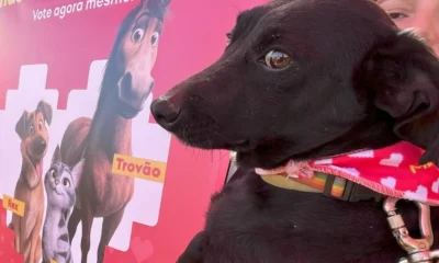 Adote um Amigo: Prefeitura de BH promove feira com 40 cães e gatos para adoção neste sábado na Arena MRV