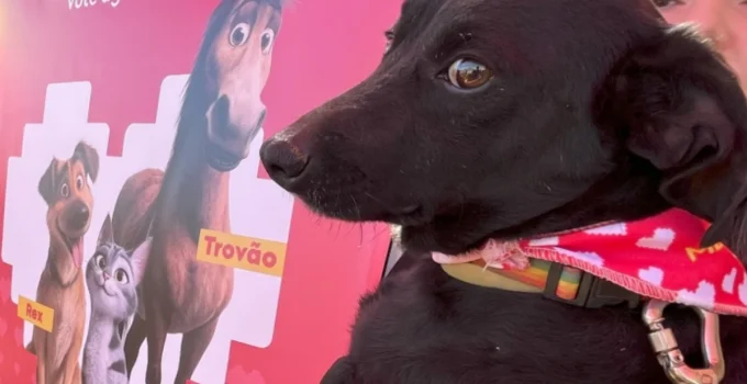 Adote um Amigo: Prefeitura de BH promove feira com 40 cães e gatos para adoção neste sábado na Arena MRV