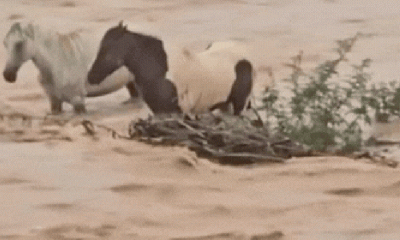 Heróis Anônimos: Moradores e Pescadores Resgatam Cavalos Ilhados Após Cheia Histórica no Rio São Francisco em Pirapora