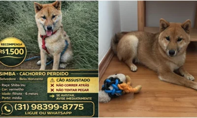Detetive, cães farejadores e R$ 1,5 mil de recompensa: a saga para encontrar Simba, filhote de Shiba Inu desaparecido em BH