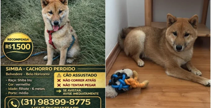 Detetive, cães farejadores e R$ 1,5 mil de recompensa: a saga para encontrar Simba, filhote de Shiba Inu desaparecido em BH