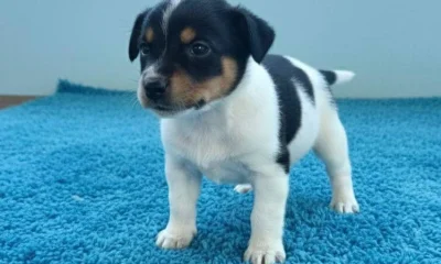 Feira de Adoção Gratuita de Cães e Gatos Movimenta Fim de Semana em BH