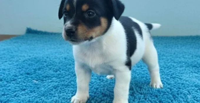 Feira de Adoção Gratuita de Cães e Gatos Movimenta Fim de Semana em BH