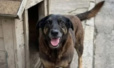 Passeata em BH cobra justiça por Orelha e pede fim à impunidade em casos de maus-tratos a animais