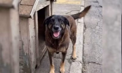 Passeata 'Justiça por Orelha' reúne ativistas neste domingo em Belo Horizonte