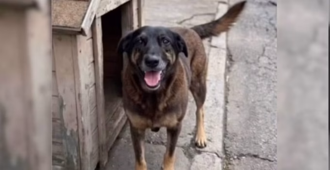 Passeata 'Justiça por Orelha' reúne ativistas neste domingo em Belo Horizonte