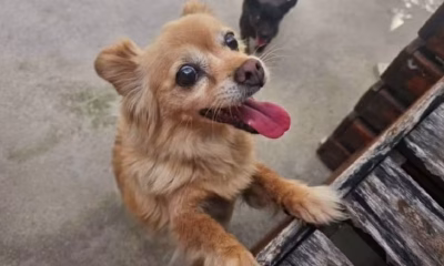 Cadelas Pequenas Morrem Atacadas por Cão de Grande Porte em Transporte de Pet Shop em Barbacena, MG