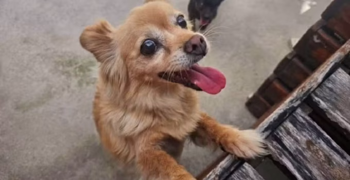Cadelas Pequenas Morrem Atacadas por Cão de Grande Porte em Transporte de Pet Shop em Barbacena, MG