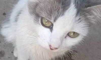 Gata grávida é brutalmente espancada até a morte por dois homens em Taboão, Norte de Minas