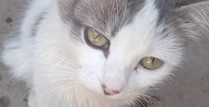 Gata grávida é brutalmente espancada até a morte por dois homens em Taboão, Norte de Minas