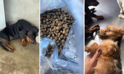 Dona de pet shop denuncia envenenamento de cães no Barreiro, em BH; Polícia Civil investiga