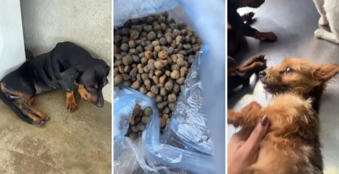 Dona de pet shop denuncia envenenamento de cães no Barreiro, em BH; Polícia Civil investiga