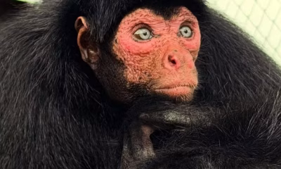 Macaca Olga, resgatada de cativeiro em Manaus, encontra novo lar em Santuário de Minas Gerais