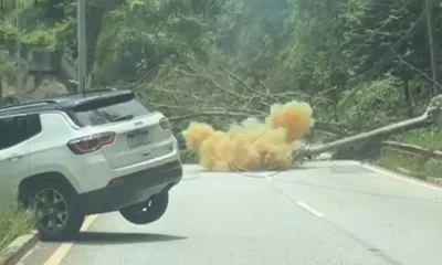 Árvore Gigante Interrompe Tráfego na MG-030 em Nova Lima Após Derrubar Três Postes; Motorista Escapa ilesa