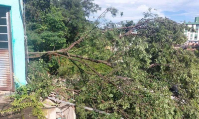 Chuva e Ventos Fortes Provocam Quedas de Árvores em Belo Horizonte e Causam Preocupação