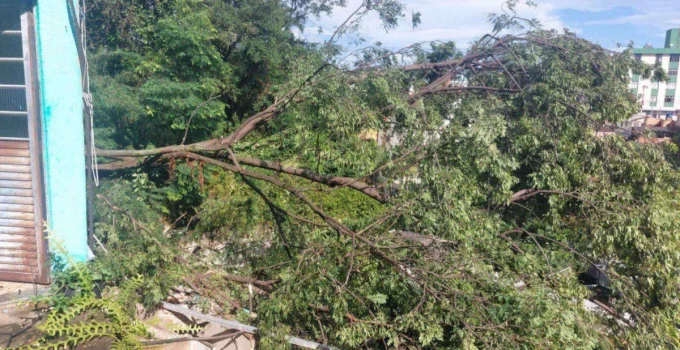 Chuva e Ventos Fortes Provocam Quedas de Árvores em Belo Horizonte e Causam Preocupação