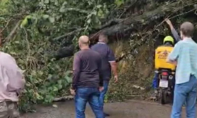 Árvore de Grande Porte Interdita MG-030 em Nova Lima; Trânsito é Semiliberado Sentido BH