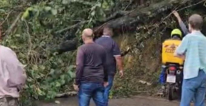 Árvore de Grande Porte Interdita MG-030 em Nova Lima; Trânsito é Semiliberado Sentido BH