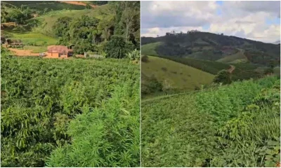 Polícia Militar descobre plantação de maconha e apreende armas em Fervedouro, Zona da Mata mineira