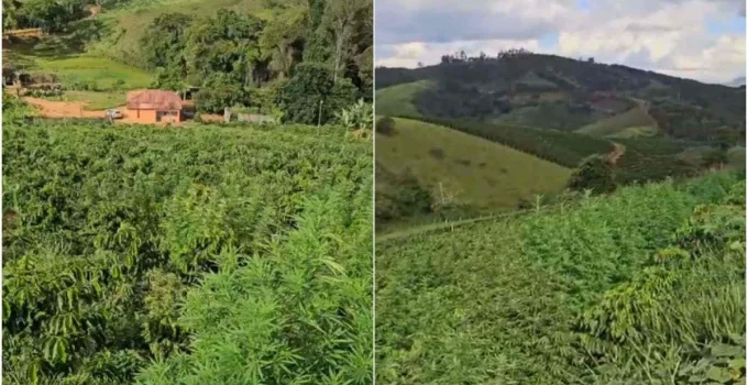 Polícia Militar descobre plantação de maconha e apreende armas em Fervedouro, Zona da Mata mineira