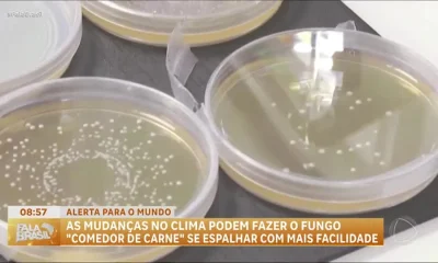 Fungo de transmissão sexual, 'percevejo sexual', gera alerta global e preocupa por resistência a antifúngicos