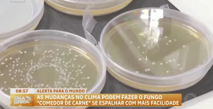 Fungo de transmissão sexual, 'percevejo sexual', gera alerta global e preocupa por resistência a antifúngicos